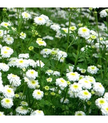 Amazon.co.jp: ヘアピンバンクシア スピヌロサ 鉢植えG 苗 オージー