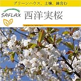 SAFLAX - 鉢植えセット - 西洋実桜 - 10 個の種。- ミニプラスチックグリーンハウス、鉢植え用土壌、鉢×2個を含みます - Prunus avium