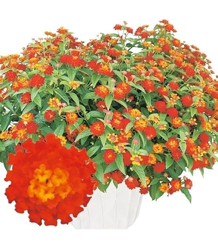 Amazon.co.jp: ランタナの花の苗 3苗 No.39 七変化 : DIY・工具・ガーデン