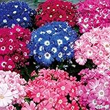【メール便配送】国華園　花たね シネラリア リゾートセレクトミックス 1袋(30粒)【※発送が国華園からの場合のみ正規品です】