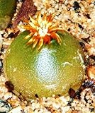 199.比較的新しい種類のコノフィツム・ハンメリー。ブルゲリに似てる事からも大人気！（Conophytum　Hammeri 10粒＋α) [並行輸入品]