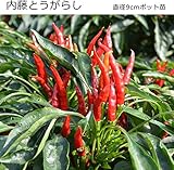 辛とうがらし 苗 内藤とうがらし （江戸東京野菜） トウガラシ 唐辛子 9cmポット