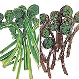 国華園　山菜苗　こごみセット　2種6株【※発送が国華園からの場合のみ正規品です】