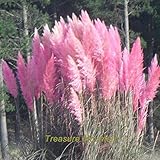1プロフェッショナルパック、100粒/パック、ピンクパンパス草Cortaderia Selloana装飾用の派手草＃NF223