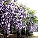 DIYホームガーデンプラント用10個入り紫の藤の花の種藤草