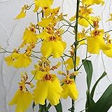 オンシジウム：アロハイワナガ2本立ち4号鉢植え[とても丈夫！開花期間が長い蘭] ノーブランド品