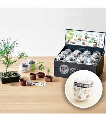 Amazon｜【華みやび】ミニ苔玉キット 3個分セット 5センチ程3つ分
