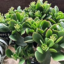 61bwCJHXFAL._AC_UL210_SR210,