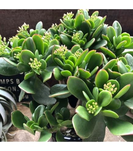 Amazon | 金のなるHappyの木【金のなる木 7号鉢 1個】jade plant 花月