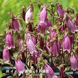 山野草:曙ホタルブクロ(濃桃花) 9cmポット苗【紫桜館山の花屋】