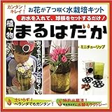 植物まるはだか ミニチューリップ 球根 水栽培 セット 水耕栽培 キット 土いらず お水を入れて、球根セットするだけ じっくり観察 水替え簡単