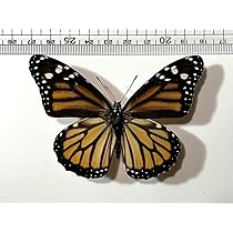 ヒ*ヤ様 アッコウスバ♀1♂8/インド.Kongmaru-la産【外国産蝶標本】 Yahoo!オークション - デュマミドリシジミ♂ ミャンマー 外国産