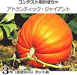 カボチャ 苗 コンテスト用 かぼちゃ アトランティックジャイアント