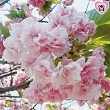 国華園　桜苗　八重曙　1株【※発送が国華園からの場合のみ正規品です】