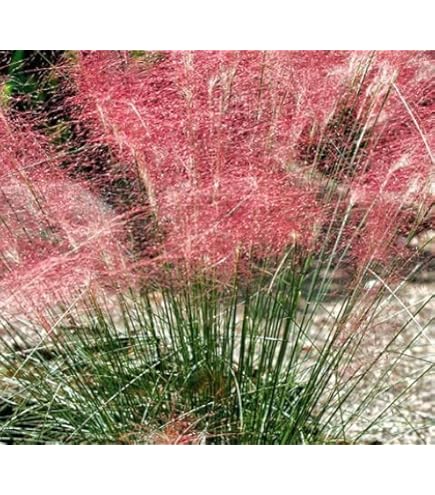 Amazon.co.jp: 【宿根草】 ミューレンベルギア カピラリス （ピンク