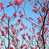 100赤のつるの藤の種子は、籐の花の種を登る、+ギフト、盆栽の植物の花の種子、ホーム＆ガーデンのために、