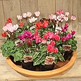 シクラメン 10個入 ガーデニング 花苗