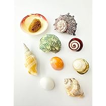 Amazon.co.jp: 【貝殻の問屋さん】貝殻セット （Sサイズ）「ヤドカリの