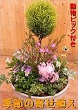 コニファー ゴールドクレスト　トピアリー仕立て（スタンド）をメインに季節のお花でおまかせ寄せ植え　ホワイトカラーのプラスチック製で軽量化　おまかせピック付き　鉢植え