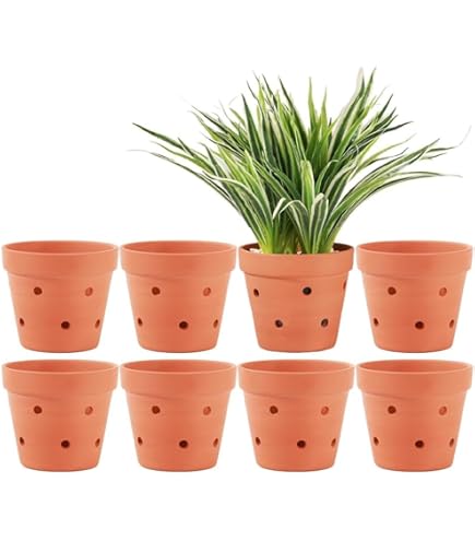 観葉植物 小型 テラコッタ鉢　らん gp-de-0p180-z1.jpg