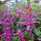 【ノーブランド品】クレマチス：火岳（かがく）3.5号ロングポット[３年生苗]（インテグリフォリア系）