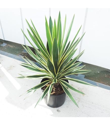 幹立 ロストラータ　ユッカ　７号　観葉植物　a 耐寒＆耐陰性］ユッカ ロストラータ・7号／HGPL-634 - ハワイアン