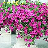 233.美しいピンク色で１０ｃｍ以上になる大きな花を咲かせるアサガオ。(Candy Pink Morning Glory 8粒) [並行輸入品]