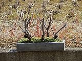 盆栽　八重桜　一重桜　いろんな　サクラが楽しめます　桜寄せ植え盆栽　5種セット