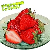 国華園　いちご苗　おいCベリーP　3株【※発送が国華園からの場合のみ正規品です】