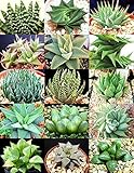 182.幾何学的で整った株姿になるのが魅力のハオルチア（ハオルシア）。（Haworthia mix 10粒) [並行輸入品]