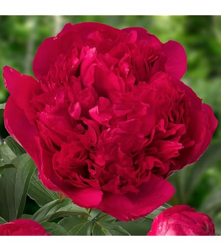 Amazon.co.jp: 芍薬苗 ブーケ パーフェクト 1株 / 国華園 25年秋商品