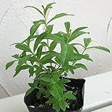 レモンバーベナ3号ポット 4株セット[料理・ティー・ポプリ][ハーブ苗] ノーブランド品