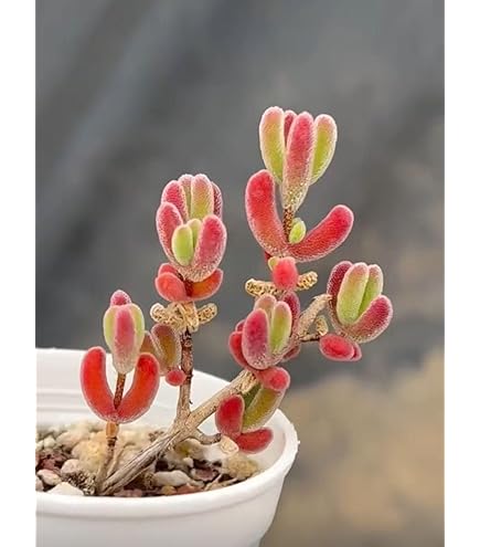 ネコポスで発送❣️実生苗　多肉植物　ドロサンテマ　ミックス　3株セット　抜き苗 71LSC8U-ZQL._UF350,350_QL50_.jpg