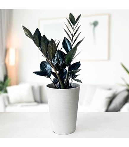 金銭樹 Amazon｜おしゃれ 観葉植物：金銭樹 ザミオクルカス レイヴン*5号