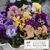 パンジー：ムーランフリルルージュミックス3号ロングポット3株セット[JFS][MPS]