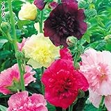 【メール便配送】　国華園　花たね タチアオイ　マジョレットミックス　1袋(60粒)【※発送が国華園からの場合のみ正規品です】