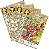 ローゼル Thai Roselle Hibiscus sabdariffa Malvaceae 4 Bulk ThailandMrk