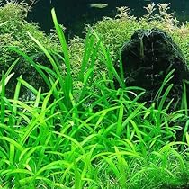 Amazon.co.jp: （水草）ピグミーチェーンサジタリア（水上葉）（無農薬