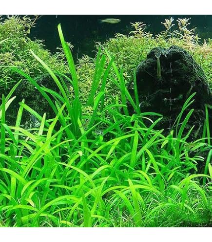 Amazon.co.jp: 水草 ブリクサショートリーフ 3株 無農薬 : ペット用品