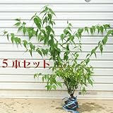 庭木：ヤマブキ（黄色八重）５本セット*