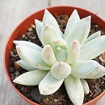 多肉植物　エケベリア　ヘラクレス 楽天市場】エケベリア ヘラクレス（花・ガーデン・DIY）の通販