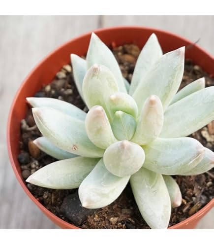 Amazon｜ドロソフィルム ルシタニクム 7.5cmスリット植え 2株