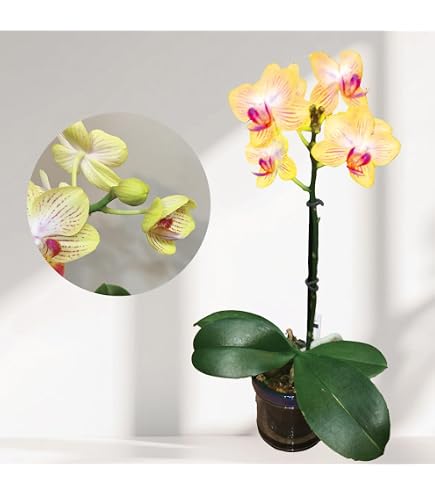 Amazon｜母の日ギフト ミディー胡蝶蘭 3本立ち6号 花鉢 プレゼント