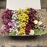 ベリー Berry ペッパーベリー5色セット ハンドメイド 14番