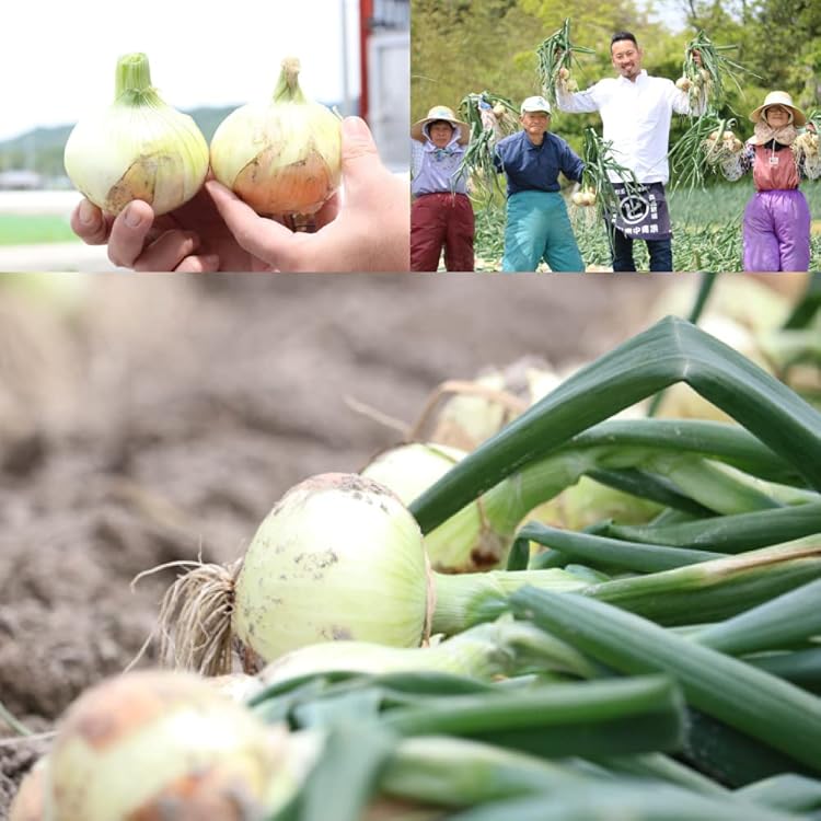 Amazon.co.jp: 随時発送中 訳あり 玉ねぎ 10kg 北海道 たまねぎ 10kg