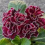 宿根草 フリル咲のプレミアム・プリムローズ (プリムラジュリアン) あずき色の恋　１株