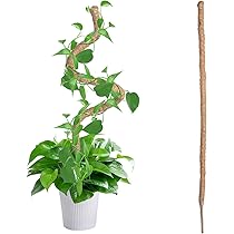 観葉植物　モンステラ モンステラ 木柱 | 観葉植物 | 送料無料でお届け - Hitohana