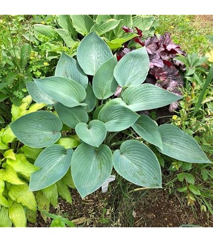 Amazon.co.jp: ホスタのオレンジマーマレード苗 抜き苗 1芽 : DIY