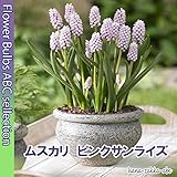 ムスカリ ピンクサンライズ ２球【秋植え球根】