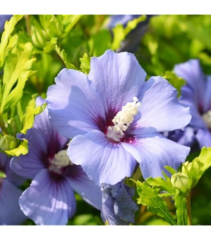 Amazon.co.jp: サンセット ハイビスカス 夏色 大苗 ガーデニング : DIY